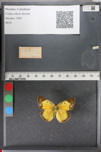 Media type: image;   Entomology 118766